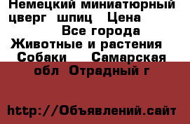 Немецкий миниатюрный(цверг) шпиц › Цена ­ 50 000 - Все города Животные и растения » Собаки   . Самарская обл.,Отрадный г.